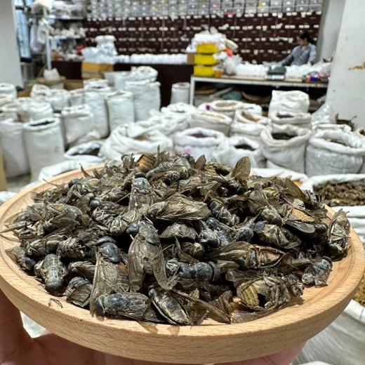 采云堂正宗虻虫中药材牛虻虫精选大个手工挑选无杂质气味浓郁干货 商品图1