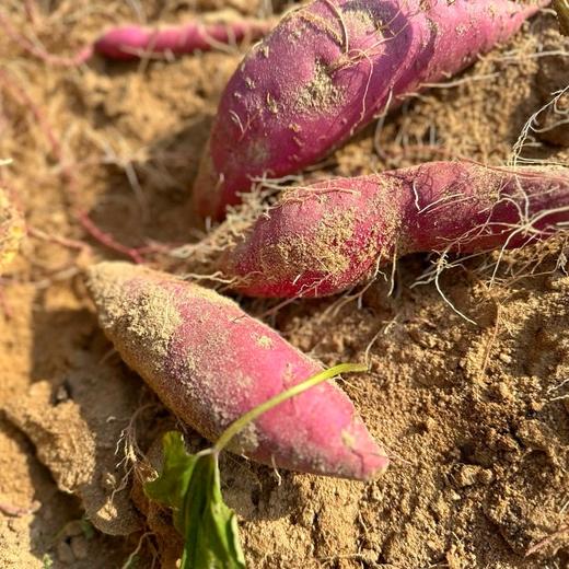 🍠海南 · 沙地 · 富硒 · 鸣门金时地瓜 · 粉糯香甜（精品单果2-8两） 商品图1