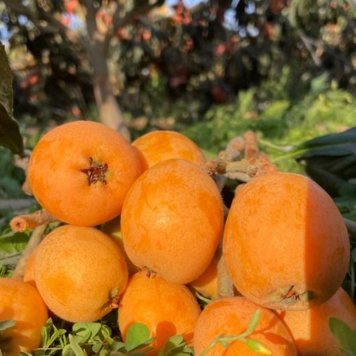 云南宾川鸡足山大五星枇杷 商品图2