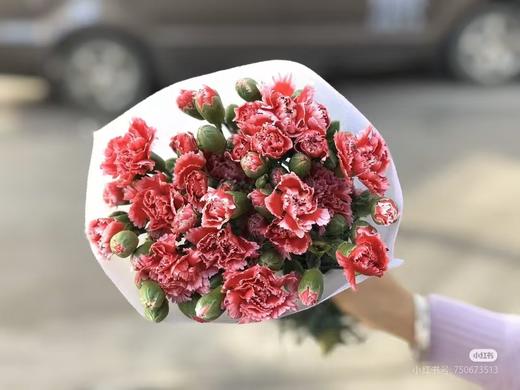 多头康乃馨10只 商品图4