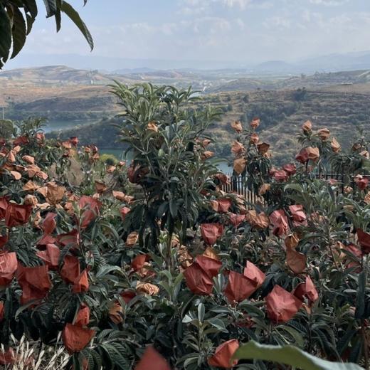 云南宾川鸡足山大五星枇杷 商品图4