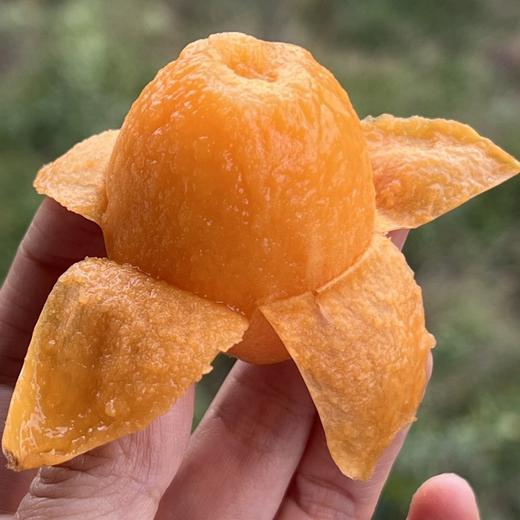 云南宾川鸡足山大五星枇杷 商品图0