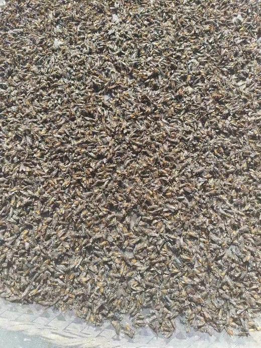 采云堂正宗虻虫中药材牛虻虫精选大个手工挑选无杂质气味浓郁干货 商品图4