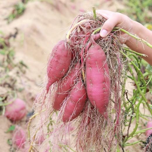 🍠海南 · 沙地 · 富硒 · 鸣门金时地瓜 · 粉糯香甜（精品单果2-8两） 商品图0
