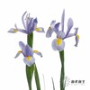 配花 | 鸢尾上海 商品缩略图1