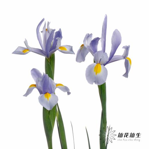 配花 | 鸢尾上海 商品图1