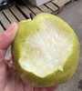 玉贵妃，梨儿！爆汁青梨玉露香  天上蟠桃宴，人间玉露香！超大个，肉厚核小汁多味甜。轻拿轻放，嫩到落地即炸裂！ 商品缩略图1