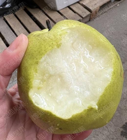 玉贵妃，梨儿！爆汁青梨玉露香  天上蟠桃宴，人间玉露香！超大个，肉厚核小汁多味甜。轻拿轻放，嫩到落地即炸裂！ 商品图1
