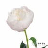国产反季节芍药 | 美国小姐（反季节花材花头杆子偏瘦弱） 商品缩略图5