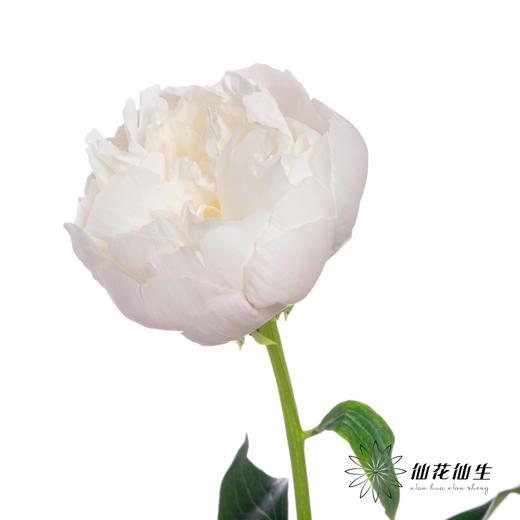 国产反季节芍药 | 美国小姐（反季节花材花头杆子偏瘦弱） 商品图5