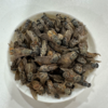 采云堂正宗虻虫中药材牛虻虫精选大个手工挑选无杂质气味浓郁干货 商品缩略图3