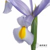 配花 | 鸢尾上海 商品缩略图6