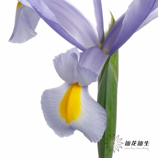 配花 | 鸢尾上海 商品图6