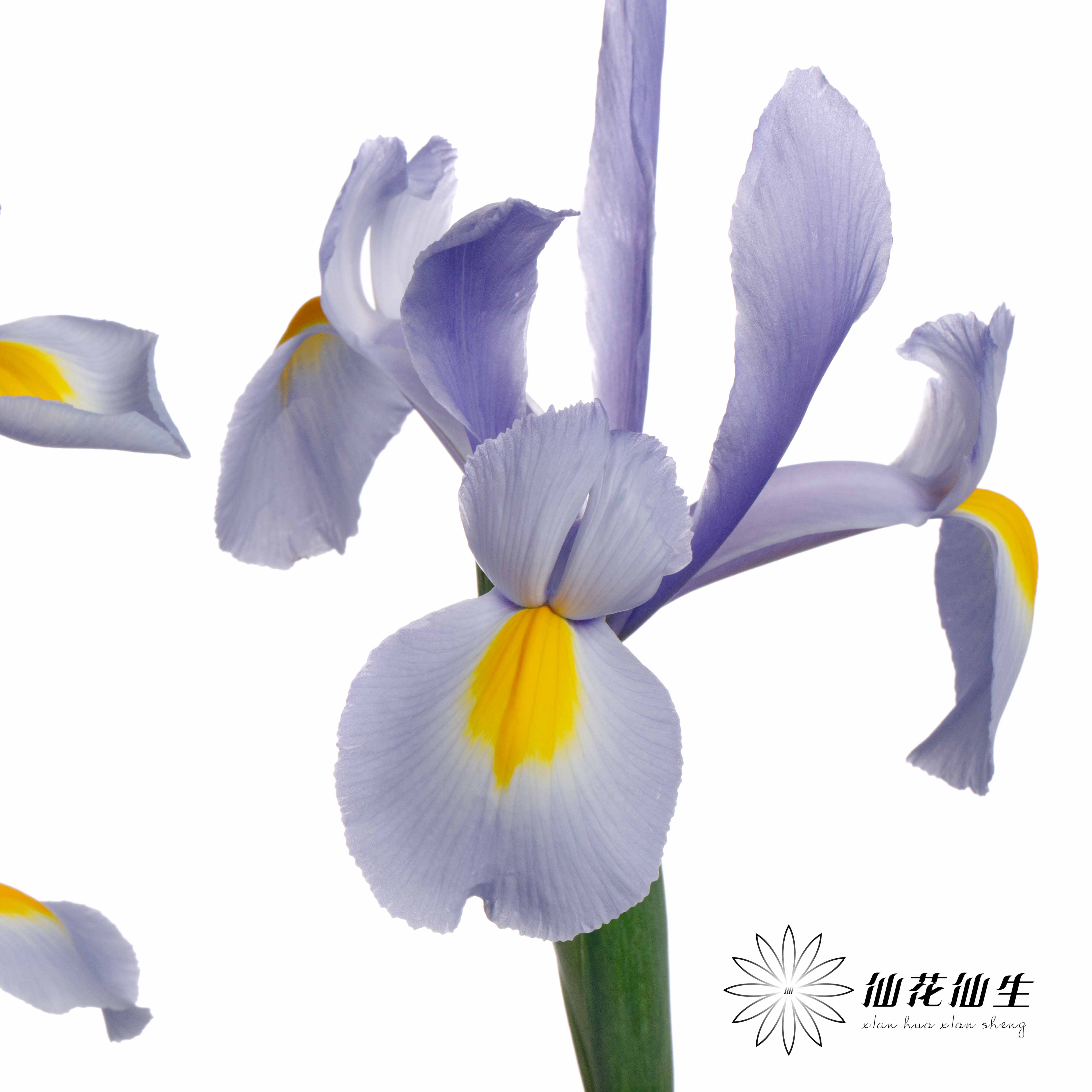 配花 | 鸢尾上海