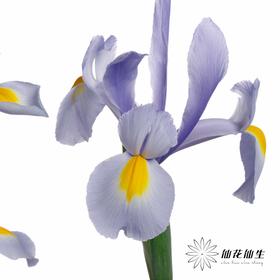 配花 | 鸢尾上海