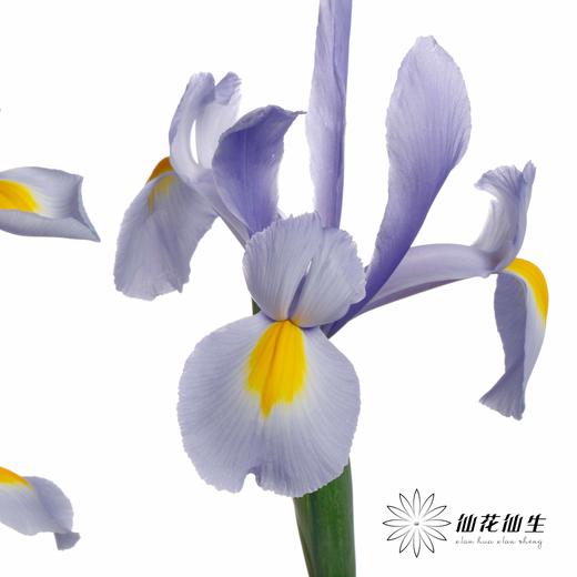 配花 | 鸢尾上海 商品图0