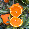 特惠活动『秭归福罗斯特脐橙』江边果园，新鲜春橙，浓甜爆汁，肉嫩无籽 商品缩略图9