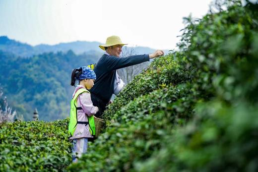 2026春茶采摘【都江堰·茶溪谷】踏春采茶39.8元/人~采茶制茶套票超值享，体验茶文化，学习制茶的过程和工序，劳动成果可带回家哦！ 商品图7