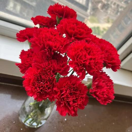 康乃馨鲜花云南昆明单头康鲜切花基地女神节母亲节教师节礼物女神节 商品图1