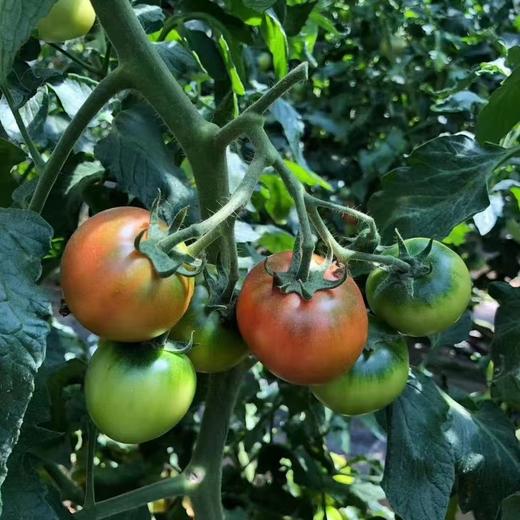 草莓柿子 商品图4