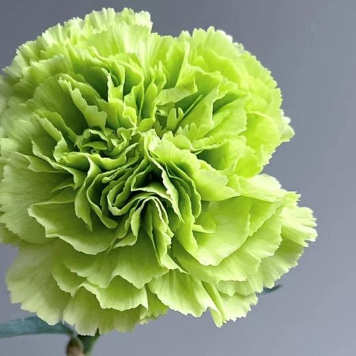 康乃馨鲜花云南昆明单头康鲜切花基地女神节母亲节教师节礼物女神节 商品图10