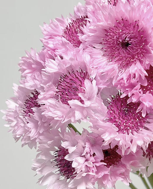 【遇见幸福】矢车菊  若干枝/扎  多色可选 商品图6