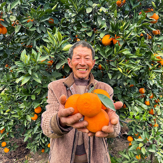 特惠活动『秭归福罗斯特脐橙』江边果园，新鲜春橙，浓甜爆汁，肉嫩无籽 商品图10