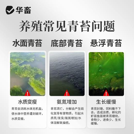 华畜青苔分解酶鱼塘净水除藻剂不伤害水草鱼虾蟹保苗稳水水产养殖 商品图1