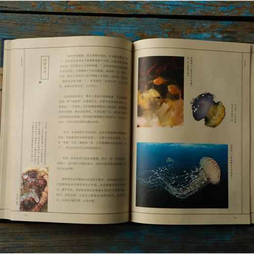 《海错图笔记》张辰亮 著 给孩子的科普书籍图鉴小亮老师 商品图4
