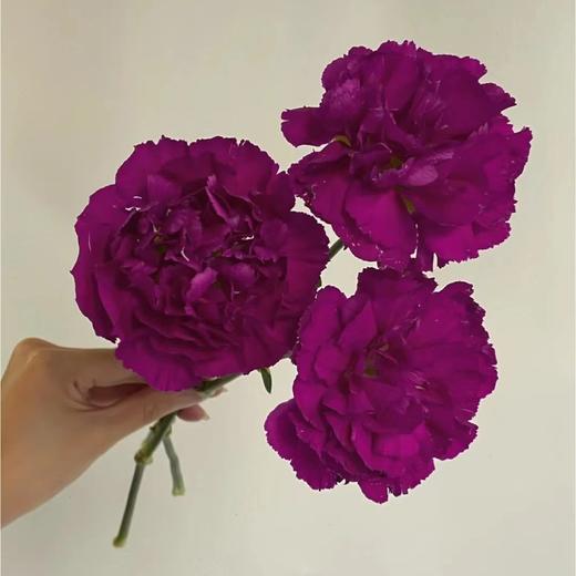 康乃馨鲜花云南昆明单头康鲜切花基地女神节母亲节教师节礼物女神节 商品图13