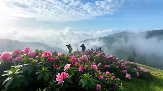 4月14日【云浮】天露山杜鹃一天摄影 商品图1