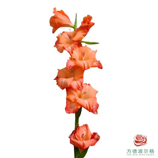 剑兰-暴风雨 商品图1