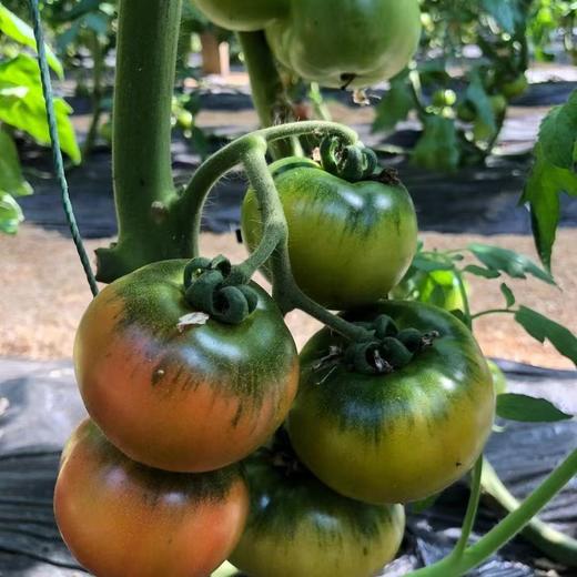 草莓柿子 商品图1