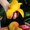 海南三亚 树上熟 贵妃芒【限量福利】 商品缩略图0