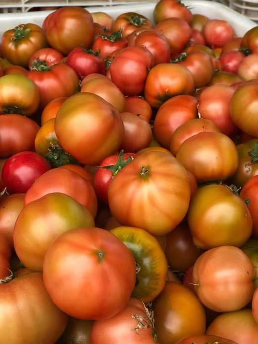 草莓柿子 商品图9