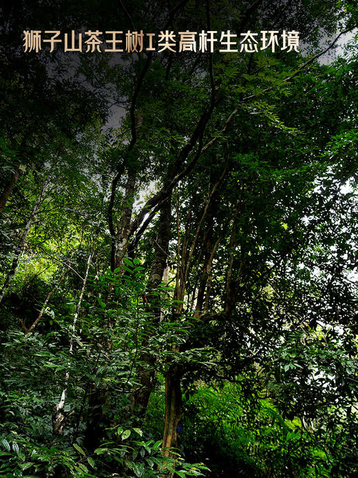 2025年春茶预售【狮子王】鼎级奢品易武之巅全球仅此一棵是对鼎峰口感的追求也是一种身份的象征一口诠释味觉的鼎级享受 357克/饼 拍5发6 商品图2