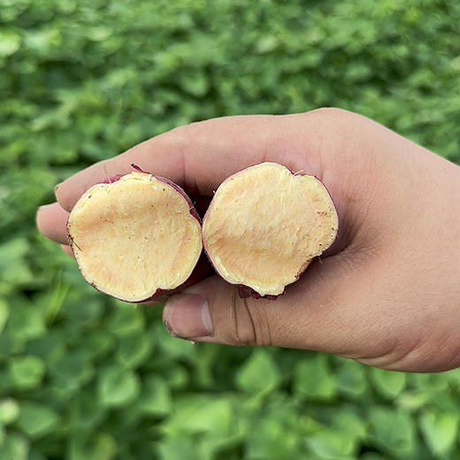 【天目山小香薯】肉质细腻 口感香甜 软糯无丝  薯于你的甜蜜！ 商品图2