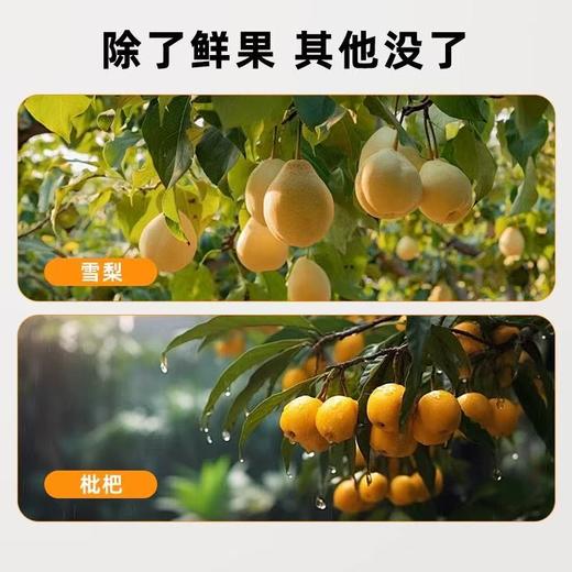 妃小白雪梨枇杷汁110ml*12袋 商品图1