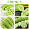 海阳白玉黄瓜 商品缩略图6