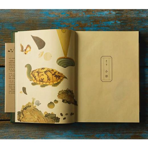 《海错图笔记》张辰亮 著 给孩子的科普书籍图鉴小亮老师 商品图7