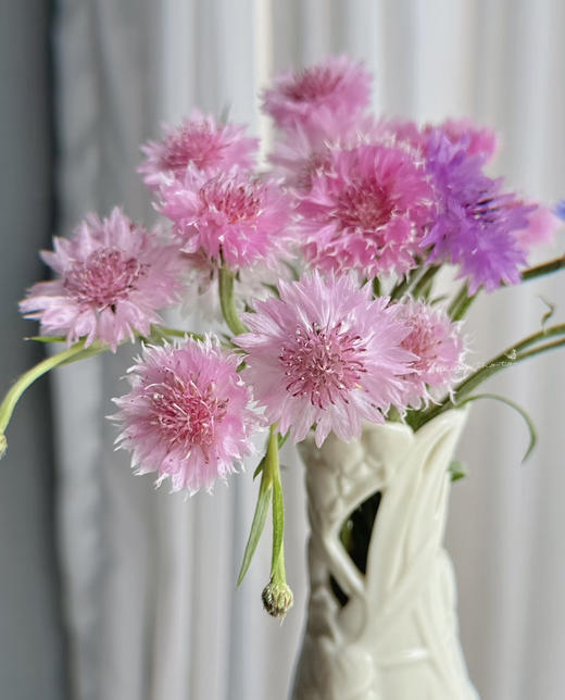 【遇见幸福】矢车菊  若干枝/扎  多色可选 商品图1