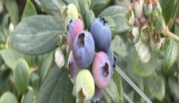 科技赋能实现全年持续生长 头茬蓝莓抢鲜上市