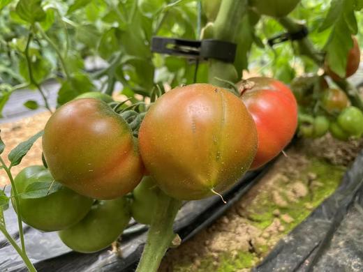 草莓柿子 商品图6