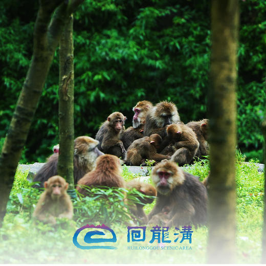 回龙沟景区套票（含门票+观光车票） 商品图5