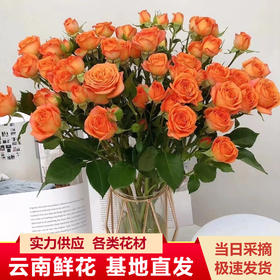 云南昆明多头玫瑰鲜花蔷薇小玫瑰基地直批水养花婚庆花店用花女神节