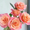 顺丰冷链云南玫瑰鲜花新鲜到家基地直发家用水培鲜切花节日礼物女神节 商品缩略图12