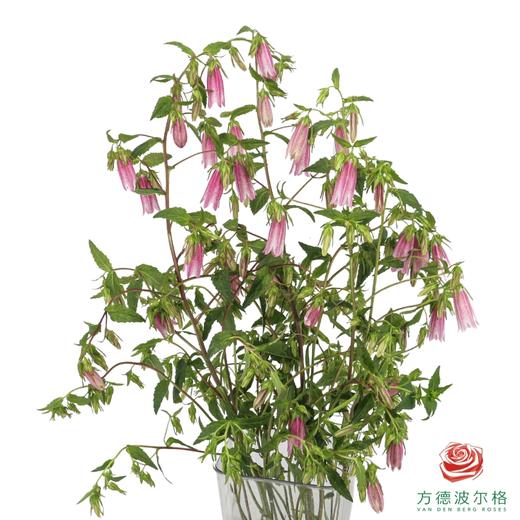 紫斑风铃 商品图0