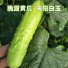 海阳白玉黄瓜 商品缩略图1