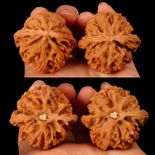 一盘就红高瓷苹果圆狮子头文玩核桃  优选老树自然生长真核桃手把件盘玩核桃 商品图3