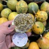 热情果 花皮果 特级大果 商品缩略图0